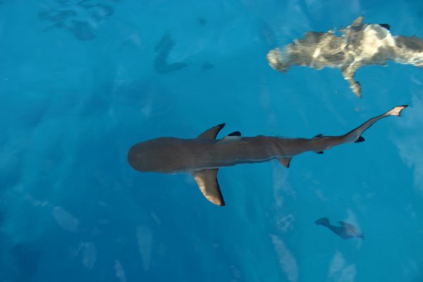 Black tip sharks off the boat.